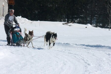 La Pesse 2014  Course de chiens de traineau  (dimanche 09/03/2014), IMG_4834