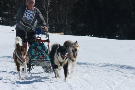 La Pesse 2014  Course de chiens de traineau  (dimanche 09/03/2014), IMG_4836