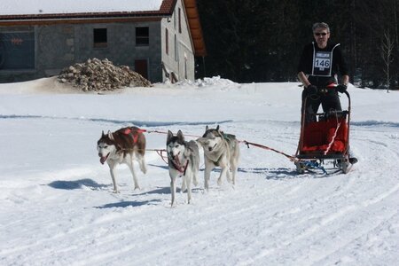 La Pesse 2014  Course de chiens de traineau  (dimanche 09/03/2014), IMG_4850