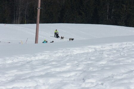 La Pesse 2014  Course de chiens de traineau  (dimanche 09/03/2014), IMG_4855