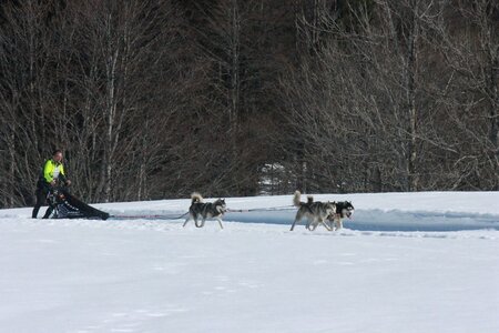 La Pesse 2014  Course de chiens de traineau  (dimanche 09/03/2014), IMG_4857