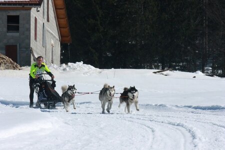 La Pesse 2014  Course de chiens de traineau  (dimanche 09/03/2014), IMG_4860