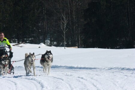 La Pesse 2014  Course de chiens de traineau  (dimanche 09/03/2014), IMG_4861
