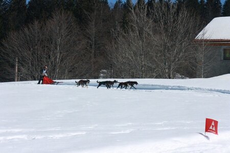 La Pesse 2014  Course de chiens de traineau  (dimanche 09/03/2014), IMG_4871
