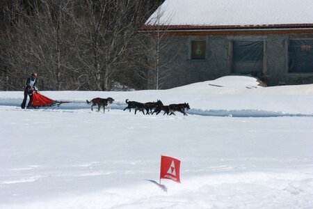 La Pesse 2014  Course de chiens de traineau  (dimanche 09/03/2014), IMG_4872