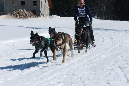 La Pesse 2014  Course de chiens de traineau  (dimanche 09/03/2014), IMG_4885