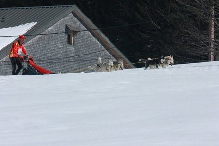 La Pesse 2014  Course de chiens de traineau  (dimanche 09/03/2014), IMG_4889