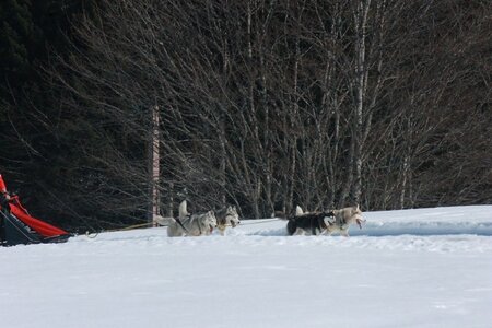 La Pesse 2014  Course de chiens de traineau  (dimanche 09/03/2014), IMG_4890
