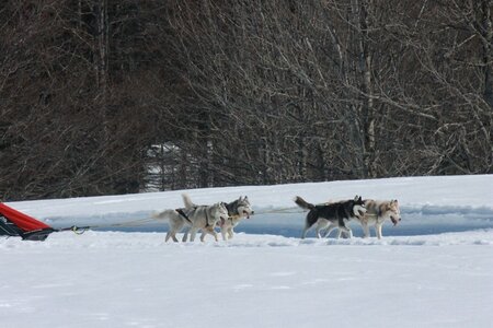 La Pesse 2014  Course de chiens de traineau  (dimanche 09/03/2014), IMG_4891