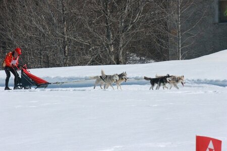 La Pesse 2014  Course de chiens de traineau  (dimanche 09/03/2014), IMG_4892