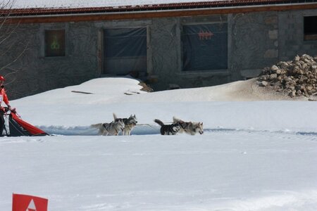 La Pesse 2014  Course de chiens de traineau  (dimanche 09/03/2014), IMG_4893