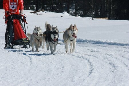 La Pesse 2014  Course de chiens de traineau  (dimanche 09/03/2014), IMG_4897