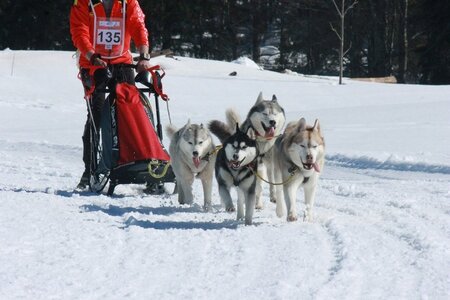 La Pesse 2014  Course de chiens de traineau  (dimanche 09/03/2014), IMG_4898