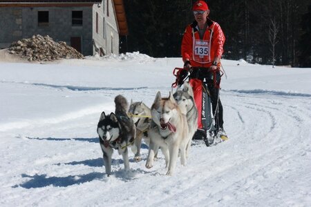 La Pesse 2014  Course de chiens de traineau  (dimanche 09/03/2014), IMG_4901