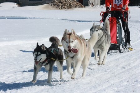 La Pesse 2014  Course de chiens de traineau  (dimanche 09/03/2014), IMG_4902