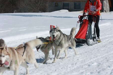 La Pesse 2014  Course de chiens de traineau  (dimanche 09/03/2014), IMG_4903