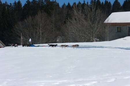 La Pesse 2014  Course de chiens de traineau  (dimanche 09/03/2014), IMG_4905