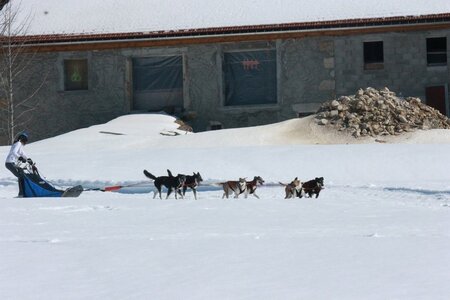 La Pesse 2014  Course de chiens de traineau  (dimanche 09/03/2014), IMG_4906