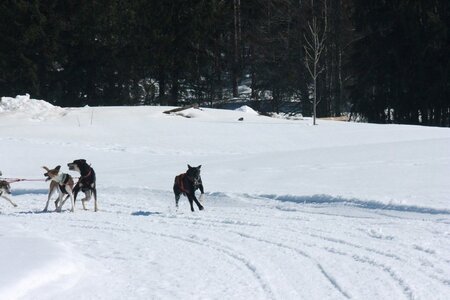 La Pesse 2014  Course de chiens de traineau  (dimanche 09/03/2014), IMG_4908