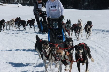 La Pesse 2014  Course de chiens de traineau  (dimanche 09/03/2014), IMG_4909