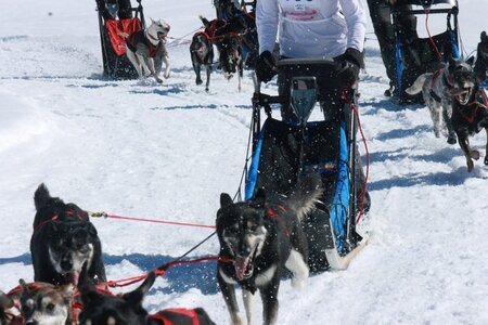 La Pesse 2014  Course de chiens de traineau  (dimanche 09/03/2014), IMG_4910