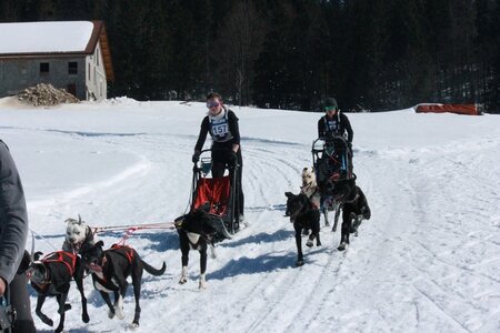 La Pesse 2014  Course de chiens de traineau  (dimanche 09/03/2014), IMG_4914