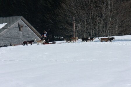 La Pesse 2014  Course de chiens de traineau  (dimanche 09/03/2014), IMG_4919