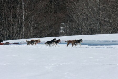 La Pesse 2014  Course de chiens de traineau  (dimanche 09/03/2014), IMG_4920