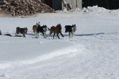 La Pesse 2014  Course de chiens de traineau  (dimanche 09/03/2014), IMG_4922