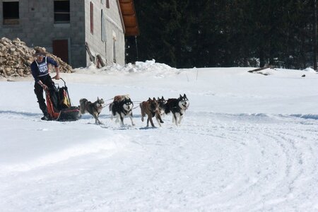 La Pesse 2014  Course de chiens de traineau  (dimanche 09/03/2014), IMG_4923