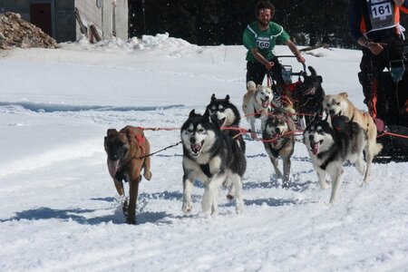 La Pesse 2014  Course de chiens de traineau  (dimanche 09/03/2014), IMG_4926