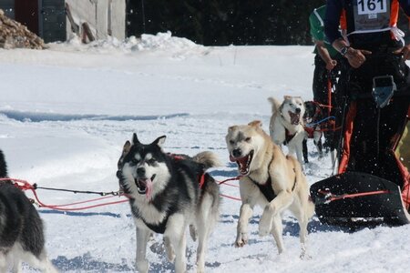 La Pesse 2014  Course de chiens de traineau  (dimanche 09/03/2014), IMG_4927