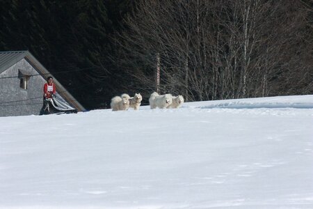 La Pesse 2014  Course de chiens de traineau  (dimanche 09/03/2014), IMG_4935