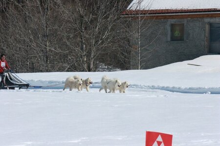 La Pesse 2014  Course de chiens de traineau  (dimanche 09/03/2014), IMG_4936