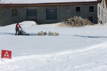 La Pesse 2014  Course de chiens de traineau  (dimanche 09/03/2014), IMG_4937