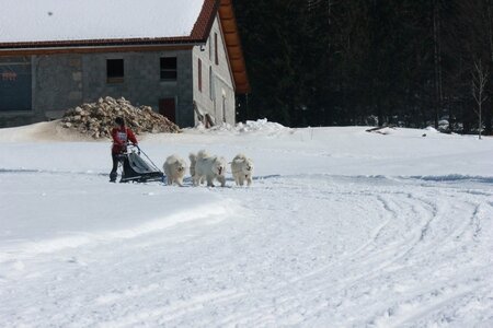 La Pesse 2014  Course de chiens de traineau  (dimanche 09/03/2014), IMG_4938