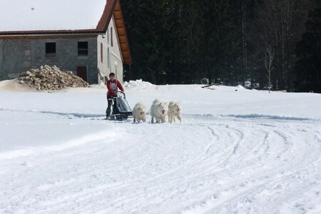 La Pesse 2014  Course de chiens de traineau  (dimanche 09/03/2014), IMG_4939