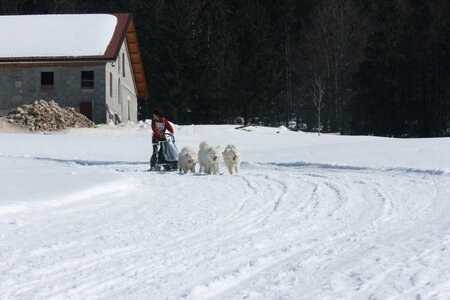 La Pesse 2014  Course de chiens de traineau  (dimanche 09/03/2014), IMG_4940