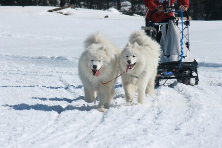 La Pesse 2014  Course de chiens de traineau  (dimanche 09/03/2014), IMG_4942