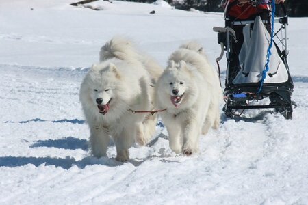 La Pesse 2014  Course de chiens de traineau  (dimanche 09/03/2014), IMG_4943