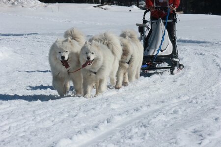 La Pesse 2014  Course de chiens de traineau  (dimanche 09/03/2014), IMG_4944