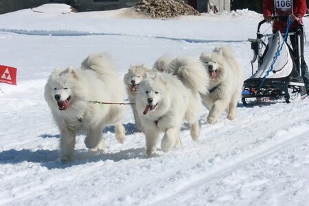 La Pesse 2014  Course de chiens de traineau  (dimanche 09/03/2014), IMG_4945