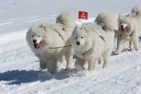 La Pesse 2014  Course de chiens de traineau  (dimanche 09/03/2014), IMG_4946