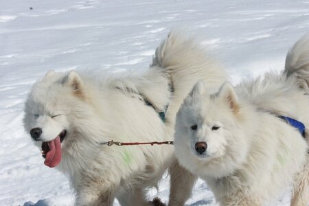 La Pesse 2014  Course de chiens de traineau  (dimanche 09/03/2014), IMG_4947