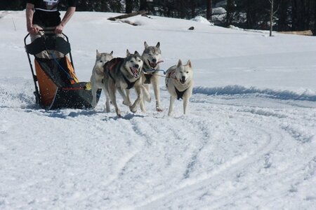 La Pesse 2014  Course de chiens de traineau  (dimanche 09/03/2014), IMG_4952