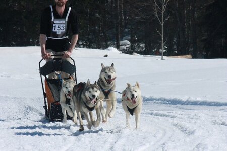 La Pesse 2014  Course de chiens de traineau  (dimanche 09/03/2014), IMG_4953