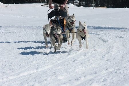 La Pesse 2014  Course de chiens de traineau  (dimanche 09/03/2014), IMG_4954