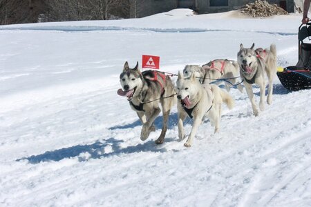 La Pesse 2014  Course de chiens de traineau  (dimanche 09/03/2014), IMG_4957