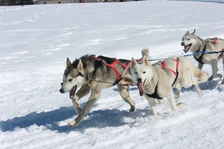 La Pesse 2014  Course de chiens de traineau  (dimanche 09/03/2014), IMG_4958