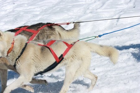 La Pesse 2014  Course de chiens de traineau  (dimanche 09/03/2014), IMG_4959
